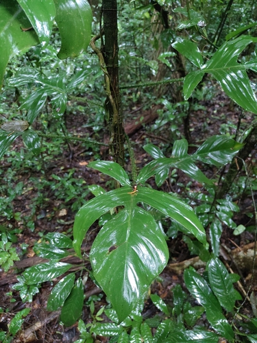 Filodendro Haste Peluda (Squamiferum)
