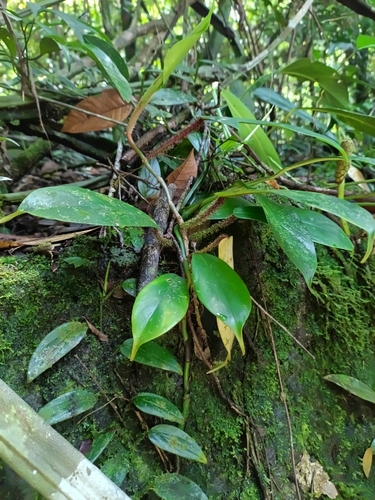 Filodendro Haste Peluda (Squamiferum)
