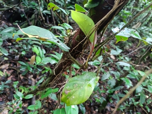 Filodendro Haste Peluda (Squamiferum)
