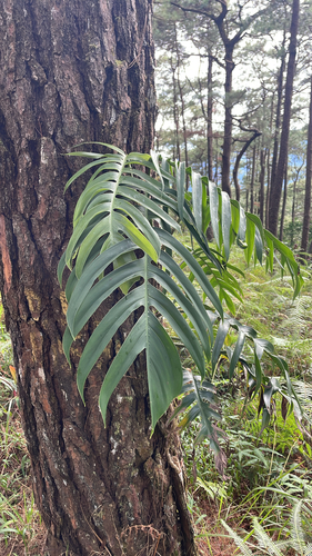 Jiboia Dragão (Epipremnum Pinnatum)