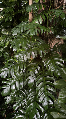 Jiboia Dragão (Epipremnum Pinnatum)