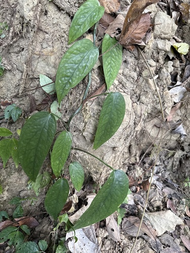 Jiboia Dragão (Epipremnum Pinnatum)