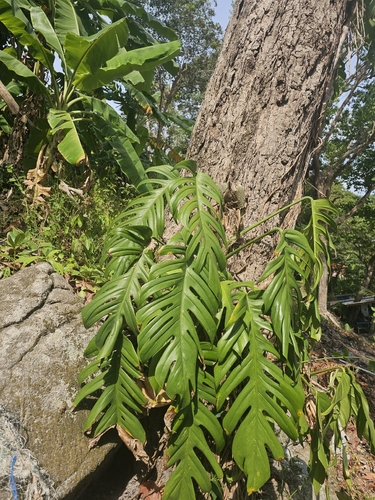 Jiboia Dragão (Epipremnum Pinnatum)