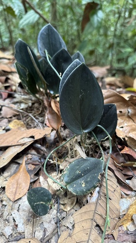 Scindapsus Luar (Moonlight)