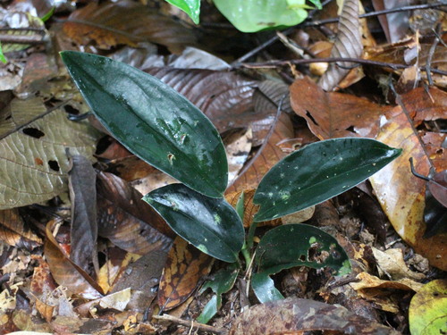 Scindapsus Luar (Moonlight)