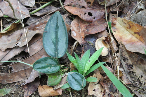 Scindapsus Luar (Moonlight)