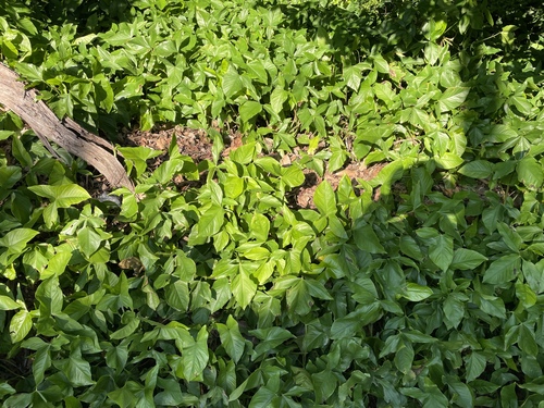 Singônio Verde Clássico