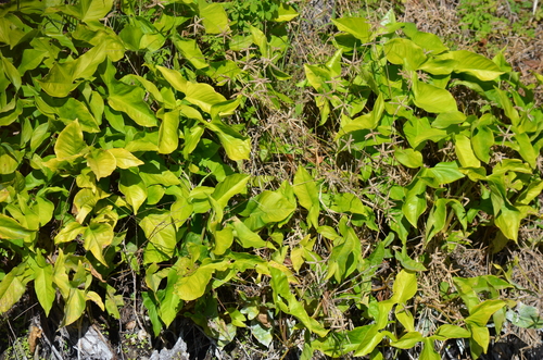 Singônio Verde Clássico