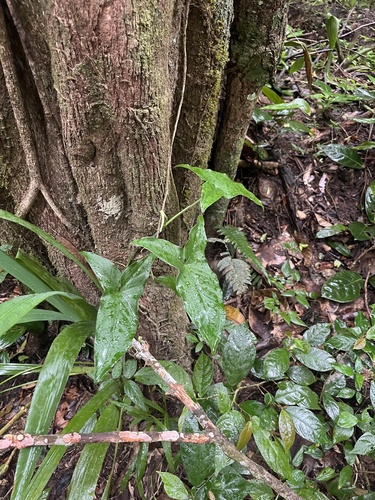 Singônio Variegado Branco