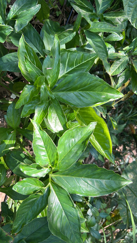 Singônio Variegado Branco