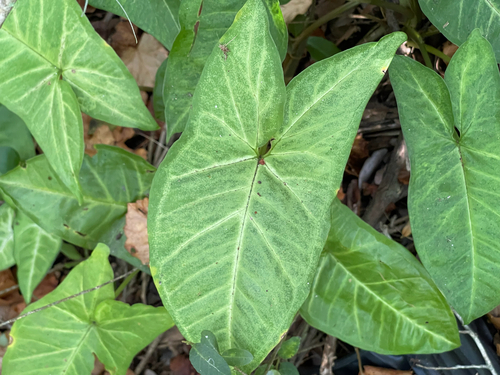 Singônio Variegado Branco