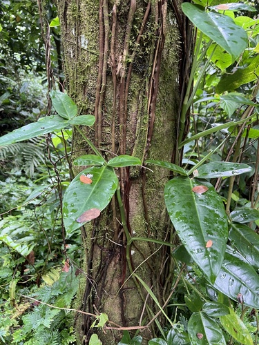 Singônio Asa de Borboleta
