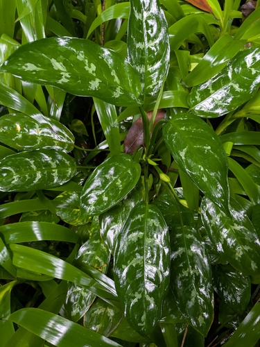Aglaonema Verde de Vaso