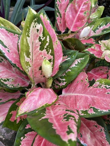 Aglaonema Verde de Vaso