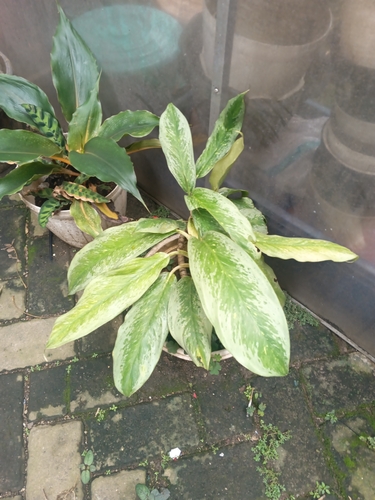 Aglaonema Silver Queen