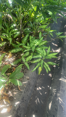 Aglaonema Camuflada Tricolor