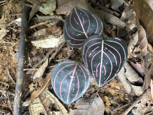 Aglaonema Rotundum de Coleção