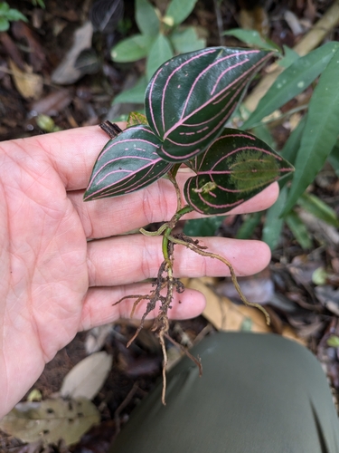 Aglaonema Rotundum de Coleção