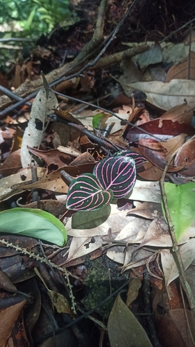 Aglaonema Rotundum de Coleção