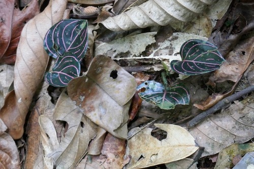 Aglaonema Rotundum de Coleção