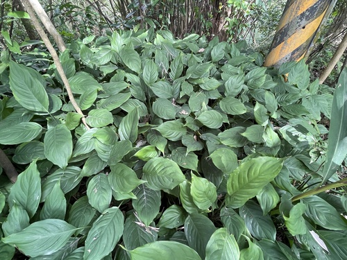 Aglaonema Vermelha Red Gold