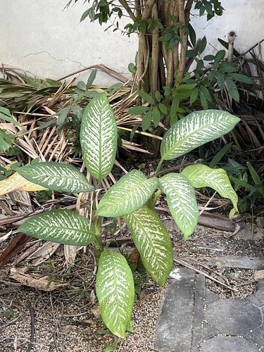 Comigo-ninguém-pode Clássico