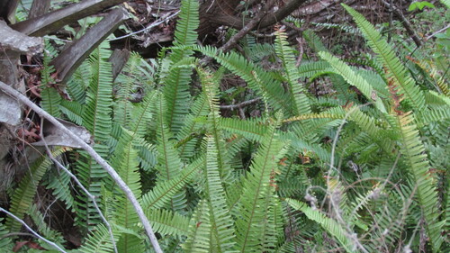 Samambaia Green Fantasy