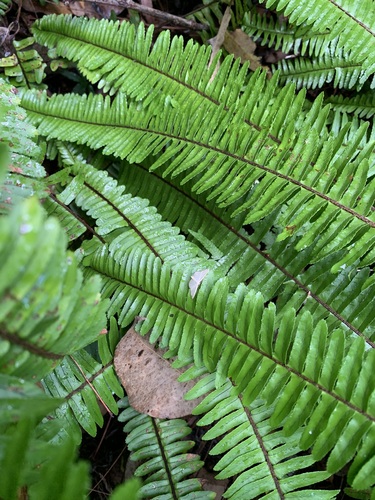 Samambaia Green Fantasy