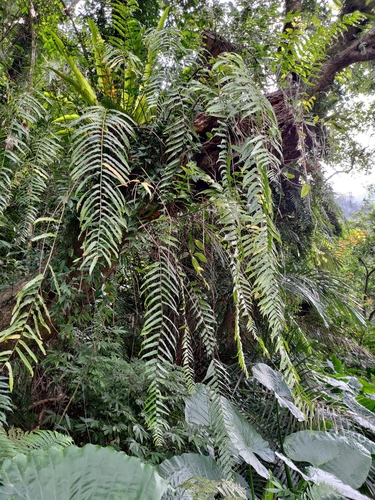 Samambaia Macho Gigante