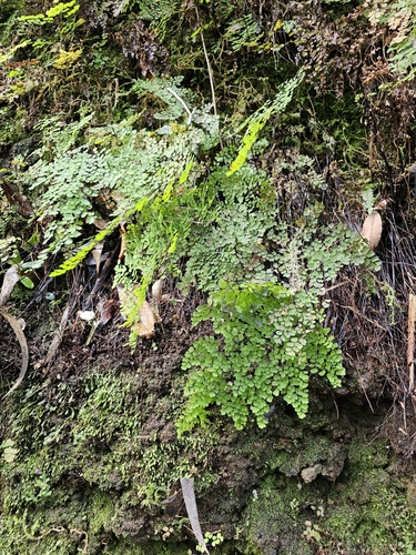 Avenca Delicada Clássica
