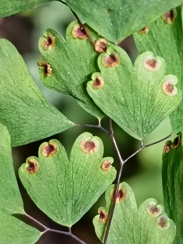 Avenca Delicada Clássica