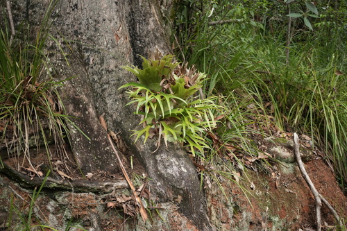 Chifre-de-veado Epífito