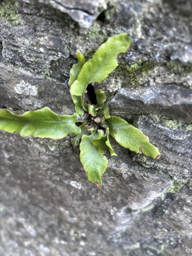Asplênio Língua de Cervo
