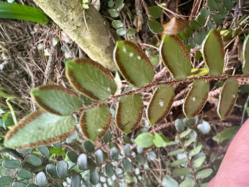 Samambaia de Botão (Pellaea)