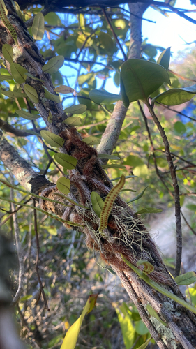 Samambaia Solinha de Tronco