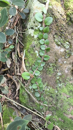 Samambaia Solinha de Tronco