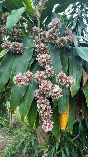 Pau-d'água de Vaso (Dracena Fragrans)