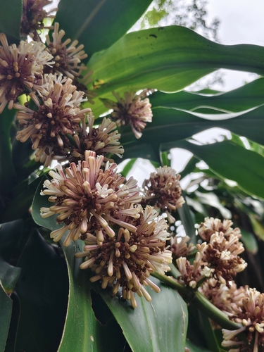 Pau-d'água de Vaso (Dracena Fragrans)