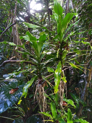 Pau-d'água de Vaso (Dracena Fragrans)