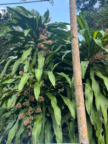 Pau-d'água de Vaso (Dracena Fragrans)