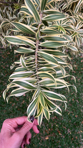 Pleomele Verde de Vaso
