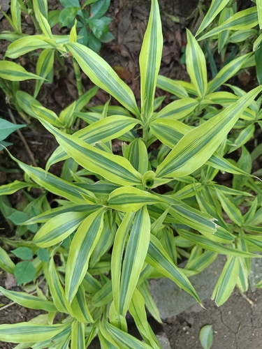 Pleomele Verde de Vaso