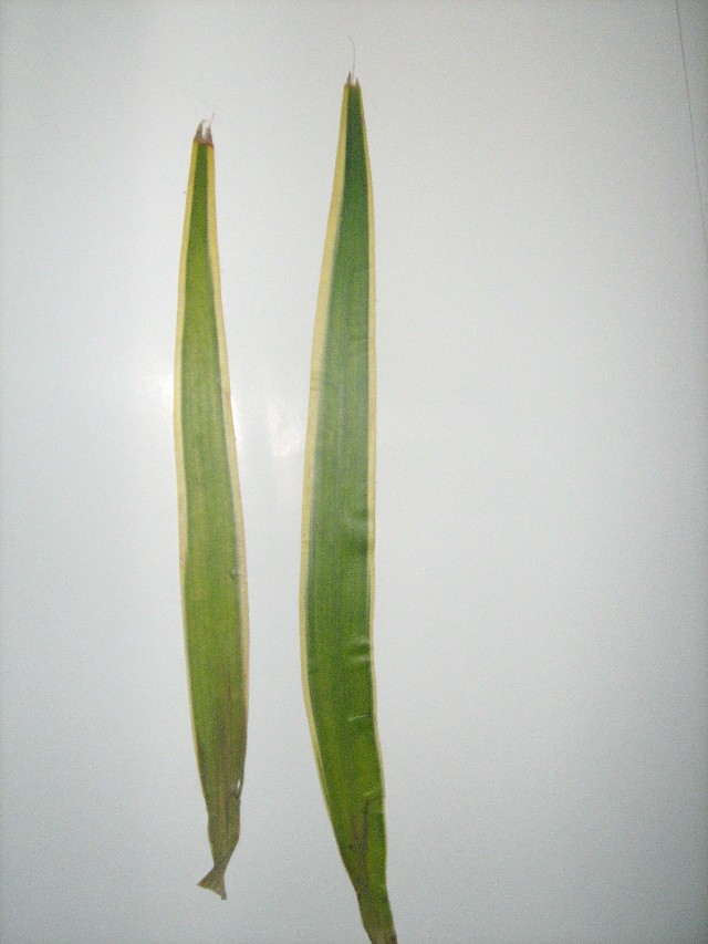 Dracena de Madagascar