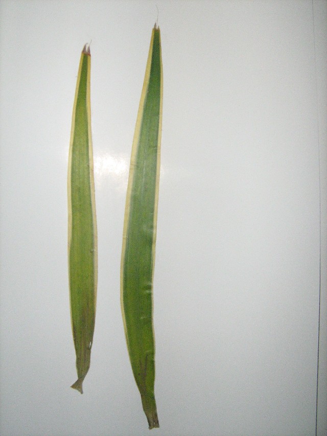 Dracena de Madagascar