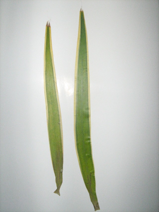 Dracena de Madagascar