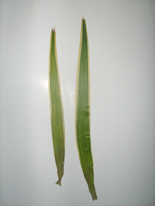 Dracena de Madagascar