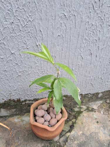 Bambu da Sorte (Lucky Bamboo)