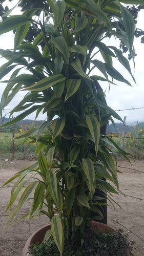 Bambu da Sorte (Lucky Bamboo)