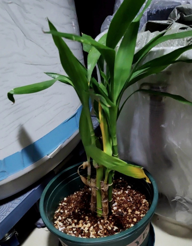 Bambu da Sorte (Lucky Bamboo)