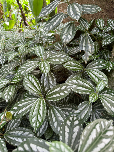 Pilea Alumínio de Vaso